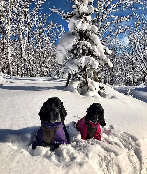 SnowDog Village, Niseko Village, Niseko — 2